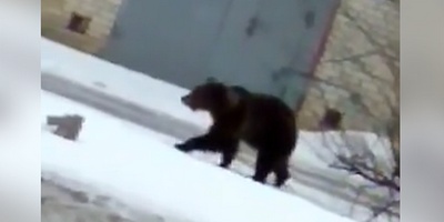 Пензенский медведь напугал белгородцев