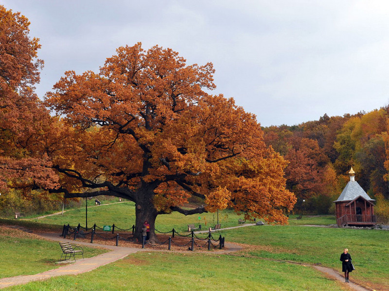 Белгородский дуб стал третьим деревом Европы