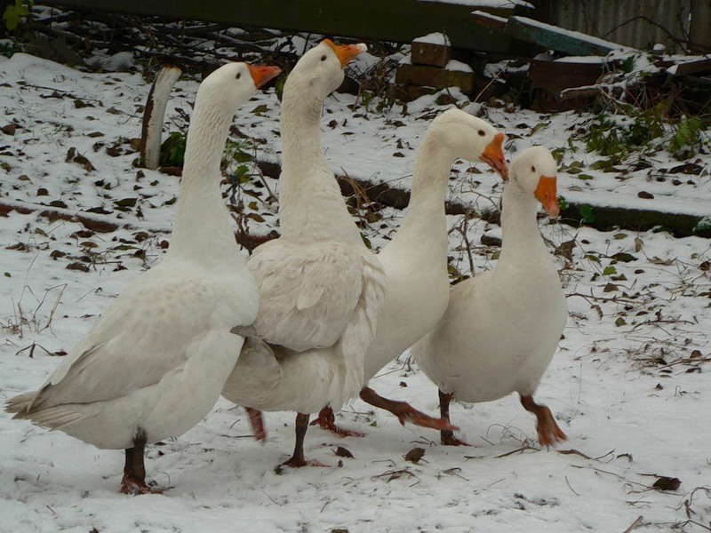 В белгородском зоопарке прививают птиц от гриппа