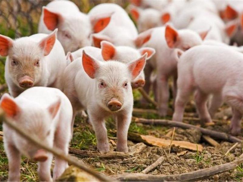 На Белгородчине выведут свою породу свиней