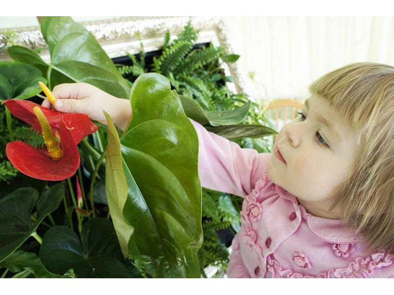 Какие комнатные растения можно ставить в детскую комнату?