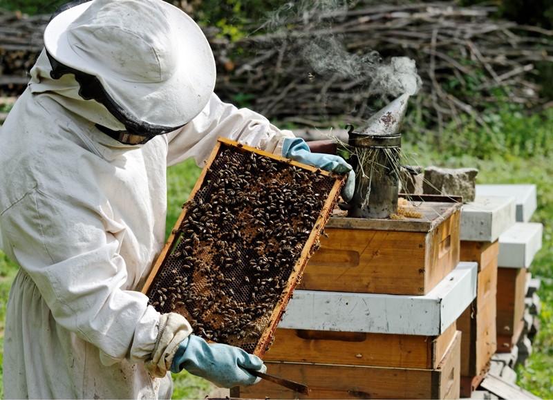 Особенности пчеловодства: рекомендации начинающему пасечнику