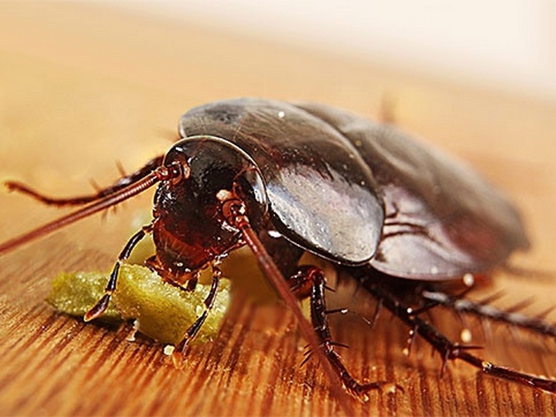 Уничтожение тараканов - что срочно предпринять? 