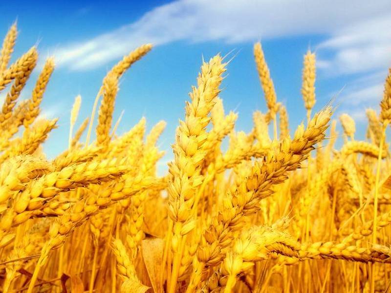 Пшеница - как выращивать и добывать продукт?