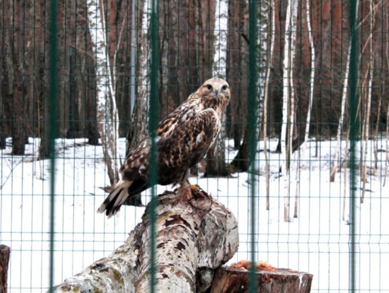 Белгородский зоопарк закроют на зимовку