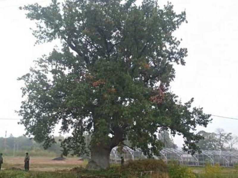 Ивнянский дуб попал в реестр самых "пожилых" деревьев России