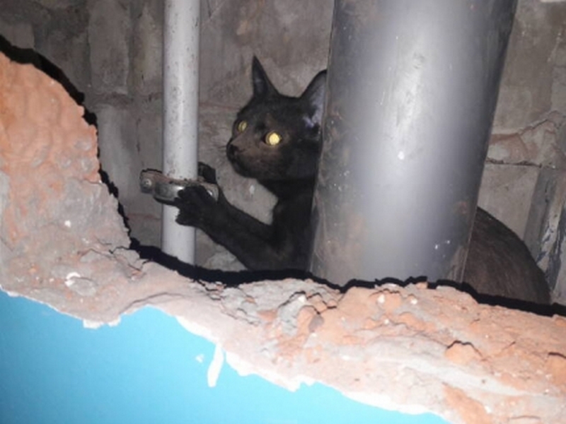 Пожарные вызволили кошку, упавшую в вентиляционную шахту