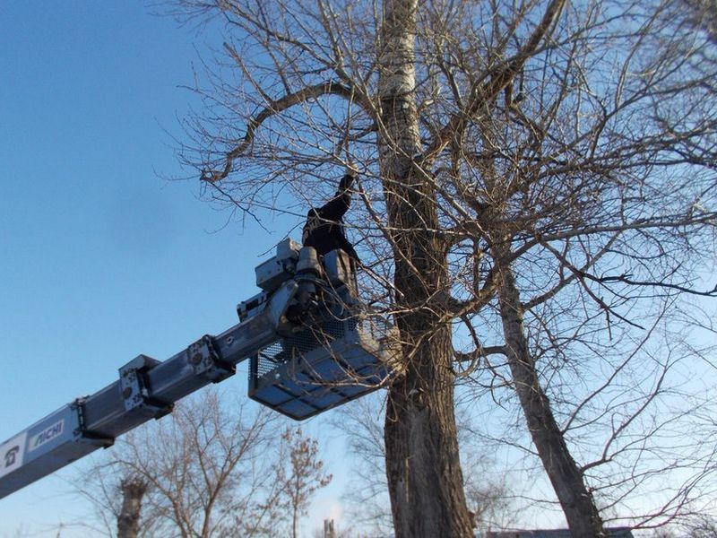 В Белгороде спилят порядка 800 старых деревьев
