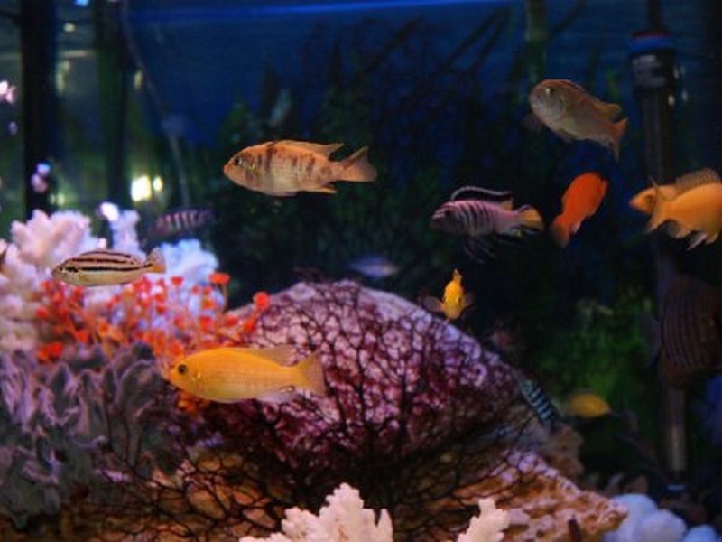 Качественный аквариум — он какой?