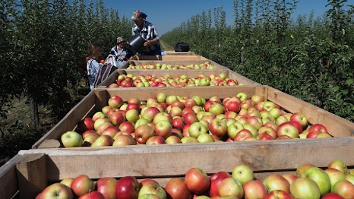 В Белгородской области собираются собрать 34,5 тонны яблок