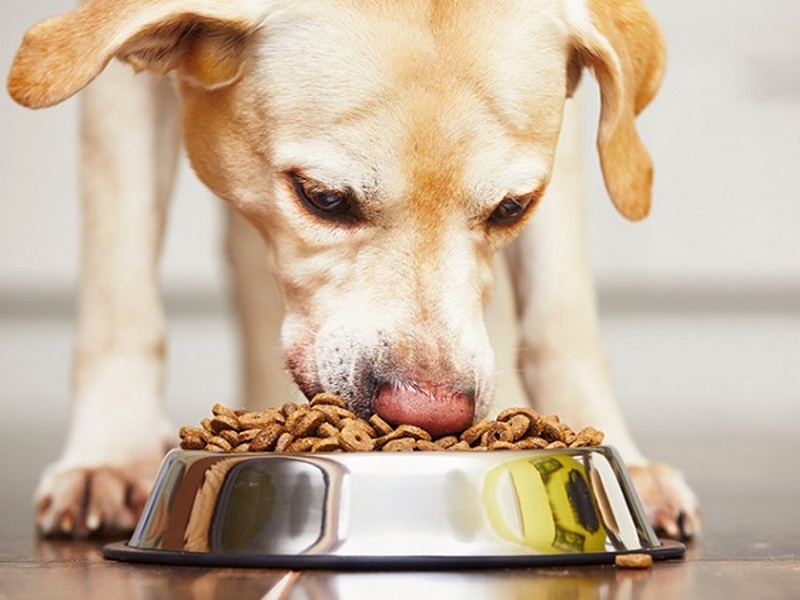 Почему корм для собак должен быть качественный и каким особенностям отвечать?