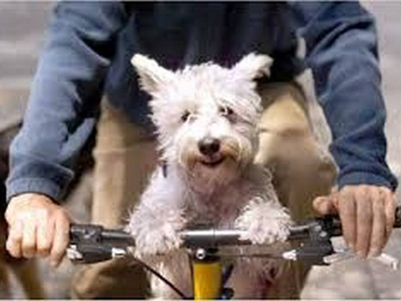 Аксессуары для перевозки собак на велосипедах