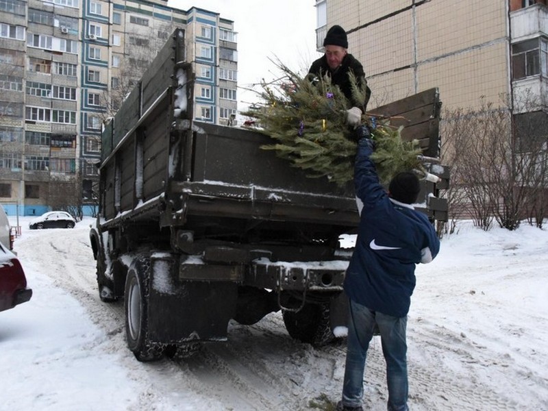 В Белгороде начали утилизацию елок