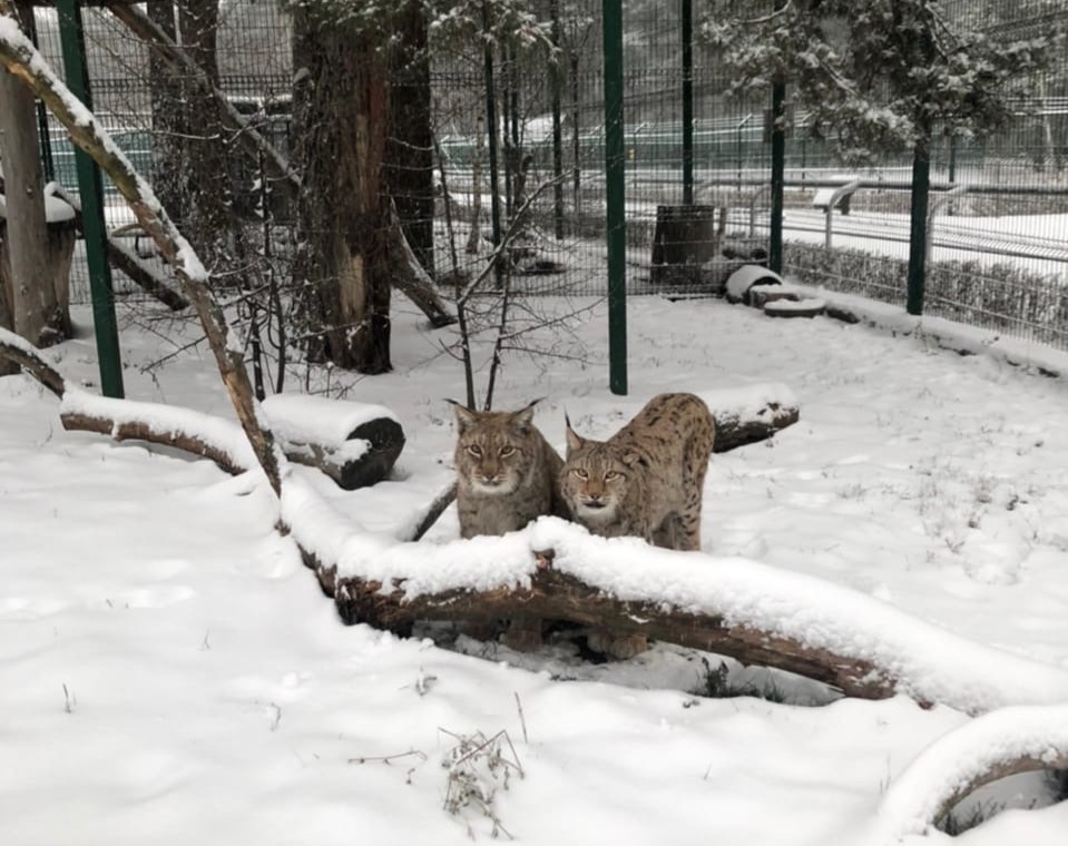 Белгородский зоопарк будет работать на новогодних каникулах