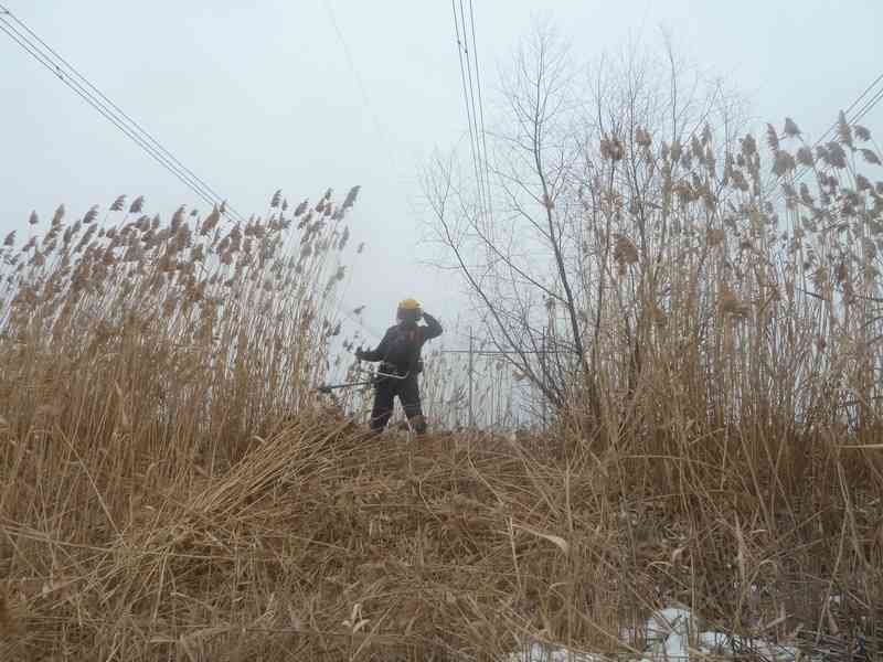 "Россети ФСК ЕЭС" расчистит от сухого камыша 21 ЛЭП на территории Черноземья