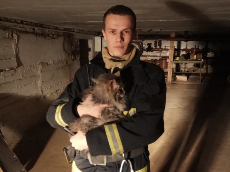 В Губкине спасатели вызволили из трубы кошку