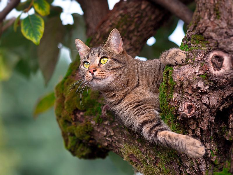 В Белгороде спасли кота, забравшегося на дерево