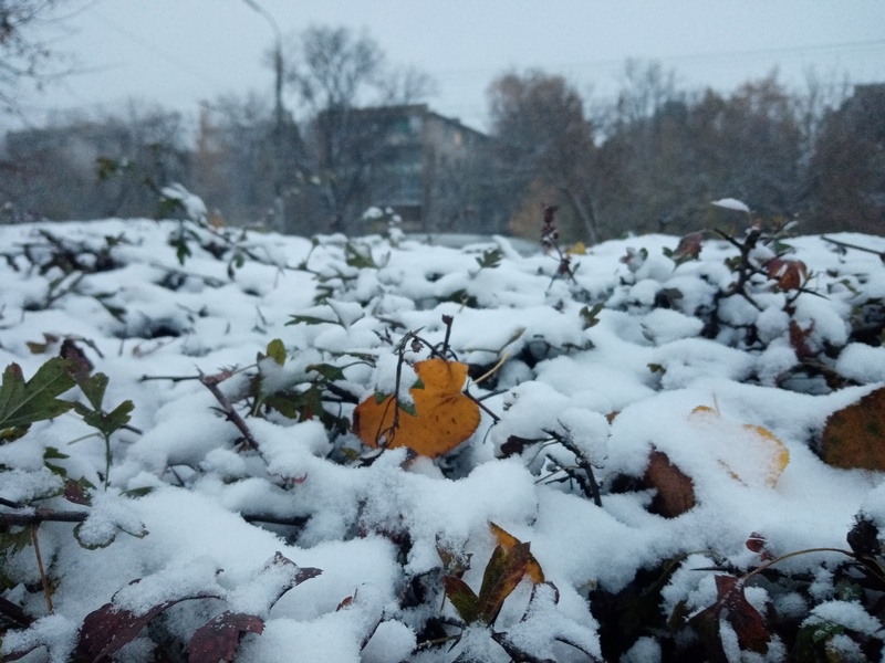 Последствия непогоды в Белгороде – упавшие ветки, оборванные провода