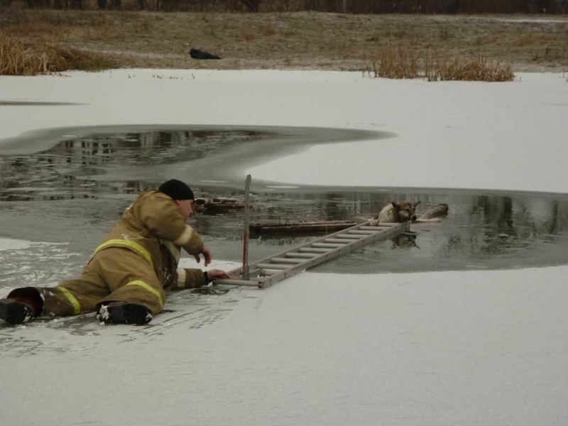 Пожарные спасли собаку, провалившуюся в полынью