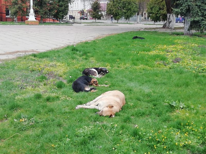 Белгородцы могут помочь бездомным животным