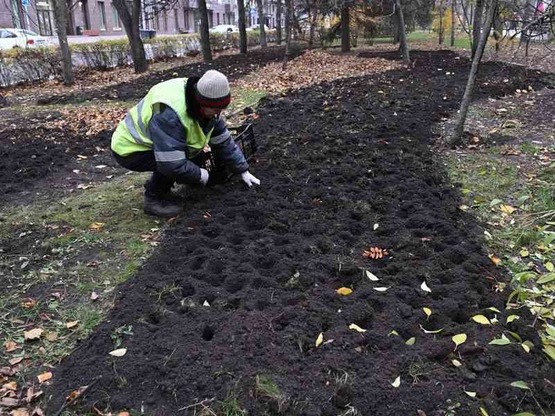 Белгород украсят пять миллионов тюльпанов