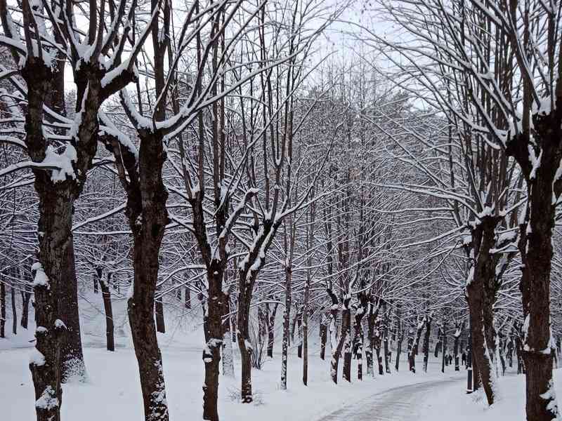 В белгородский лес сливали навозные стоки