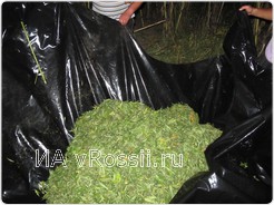 В Белгородской области наркополицейские обнаружили более 30 килограммов марихуаны