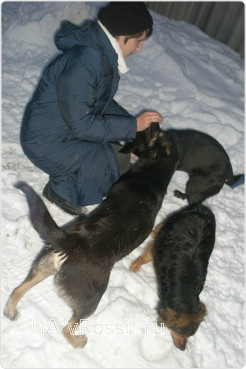 Волонтёр Маргарита с собаками за день до их гибели