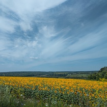 поле