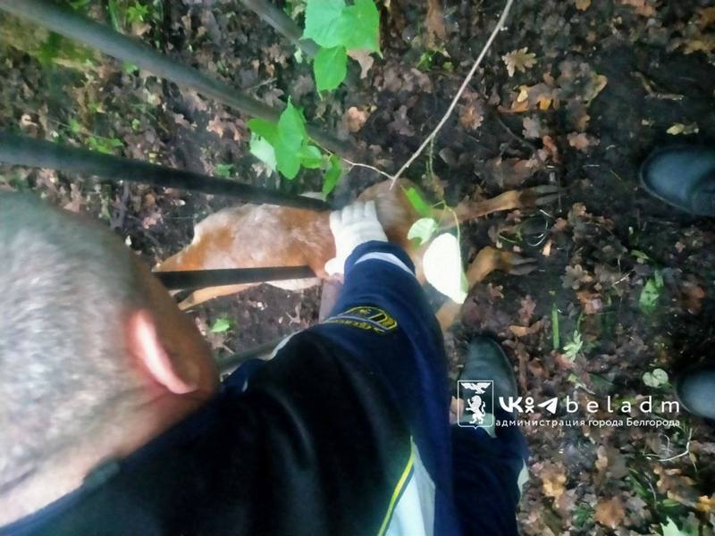 В Белгороде косуля попала в необычный плен