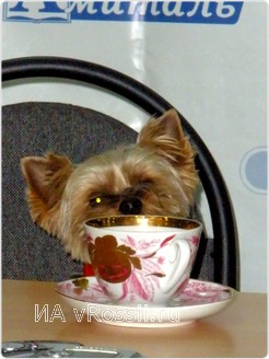 Бренду “Дуся” еще только предстоит раскрутка