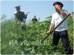 Курское казачество принимает активное участие в борьбе с дикорастущей коноплей.