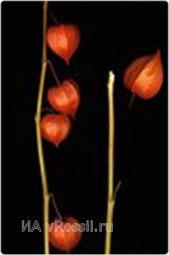 От работ Василия Кучмы невозможно отвести глаз