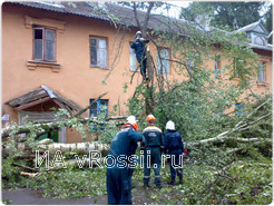 Дерево погребло под собой троих курянок.